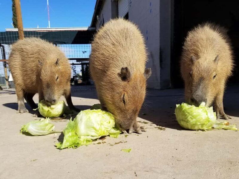 Exotic Animal Encounter Marana, AZ - 15 Friendly Capybara - FAQ