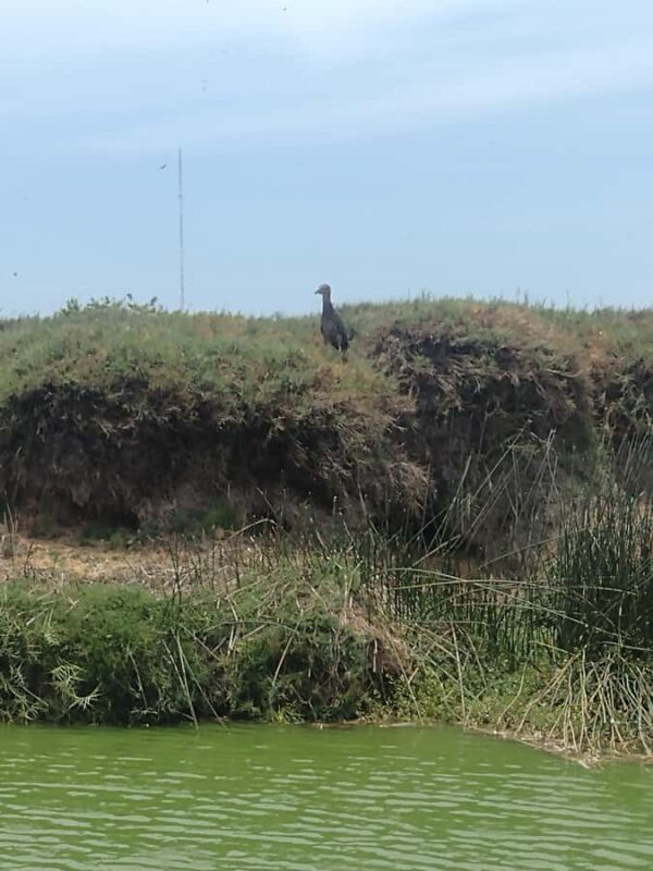 Experiece in Pachacamac and Pantanos de Villa - A Closer Look at the Tour Experience