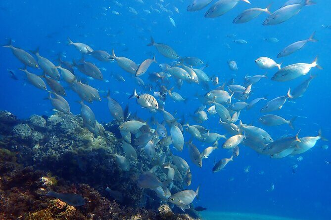 Experience 2-Hour Guided Snorkelling in Costa Teguise Lanzarote - Who Should Consider This Snorkelling Tour?