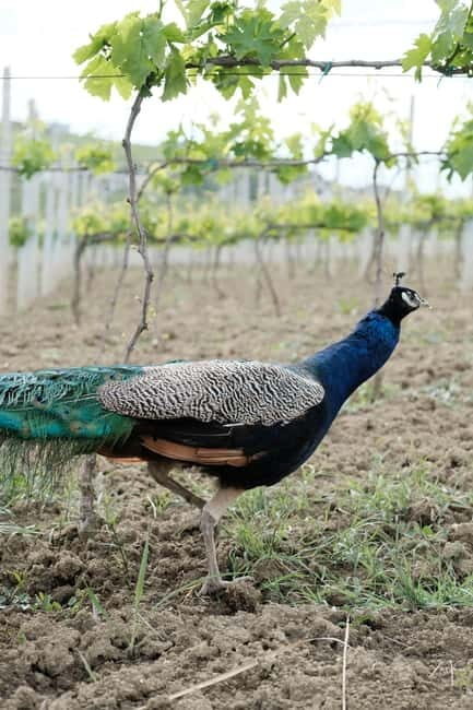 Experience Albanian Wine, daily tours from Durres - Experience Albanian Wine, daily tours from Durres