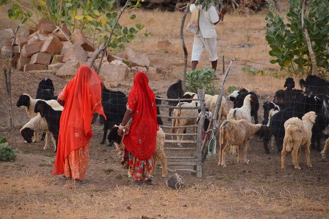 Experience Authentic Desert Villages & Sunset Camel Safari - Experience Authentic Desert Villages & Sunset Camel Safari: An In-Depth Review