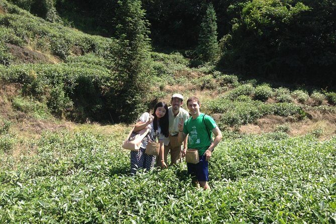 Experience Chengdu: Private Tea-Making Day Tour of Mengdingshan Tea Plantation - Key Points