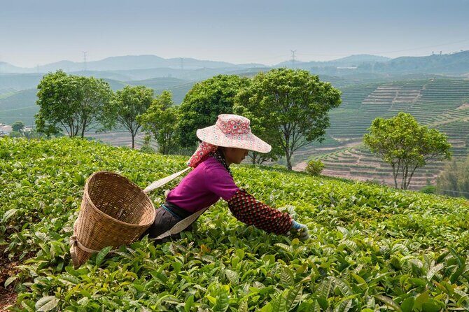 Experience Chengdu: Private Tea-Making Day Tour of Mengdingshan Tea Plantation - What Makes This Tour Stand Out?