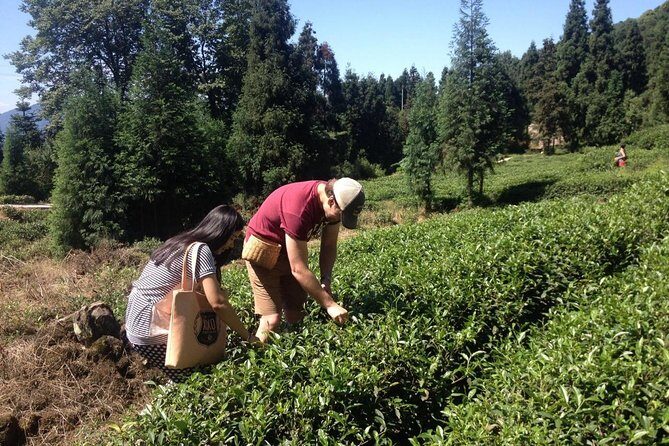 Experience Chengdu: Private Tea-Making Day Tour of Mengdingshan Tea Plantation - Final Thoughts