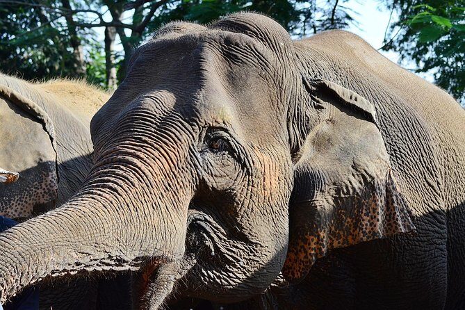 Experience Elephant Sanctuary + Sticky Waterfall - A Thorough Look at the Experience