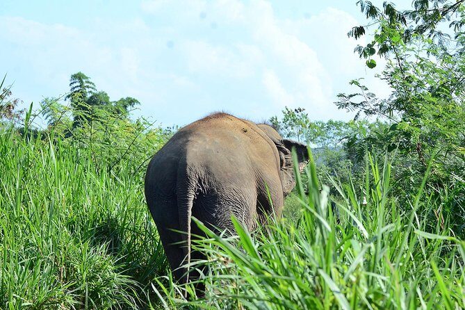Experience Elephant Sanctuary + Sticky Waterfall - FAQ