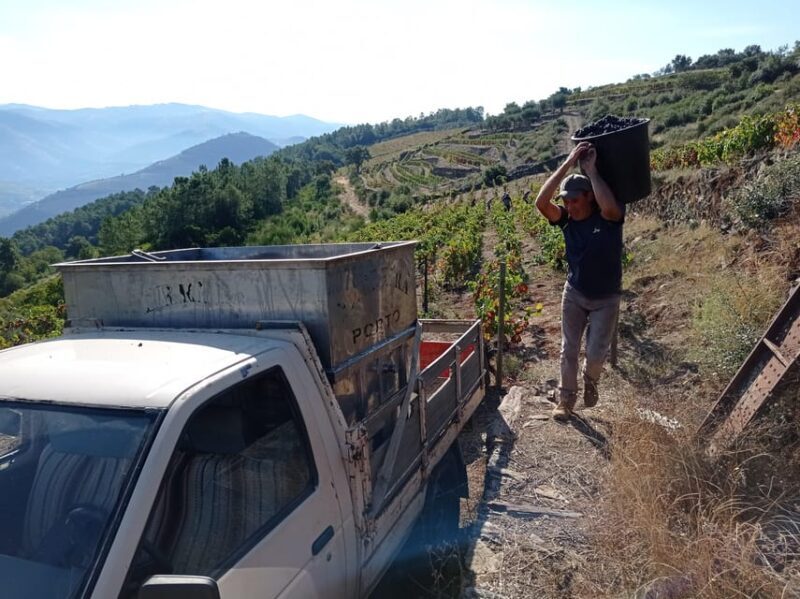 Experience in Pinhão: Wine Tasting, Lunch and Rabelo Boat - Experience in Pinhão: Wine Tasting, Lunch, and Rabelo Boat