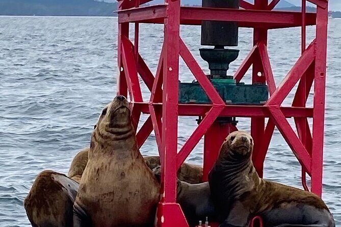 Experience Local Marine Wildlife Tour - Experience Local Marine Wildlife Tour in Sitka: A Genuine Adventure on Alaska’s Waters