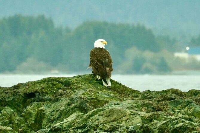 Experience Local Marine Wildlife Tour - Key Points