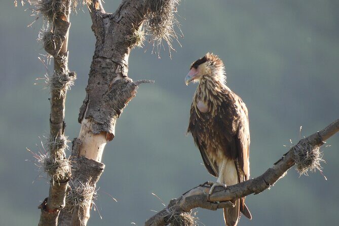 Experience Oaxaca Birdwatching at Dawn - Experience Oaxaca Birdwatching at Dawn: A Detailed Review
