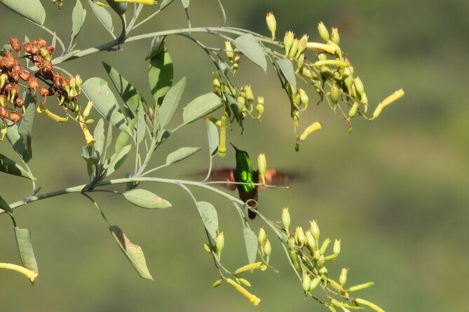 Experience Oaxaca Birdwatching at Dawn - In-Depth Look at the Oaxaca Birdwatching Tour