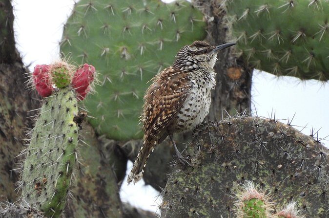 Experience Oaxaca Birdwatching at Dawn - FAQs
