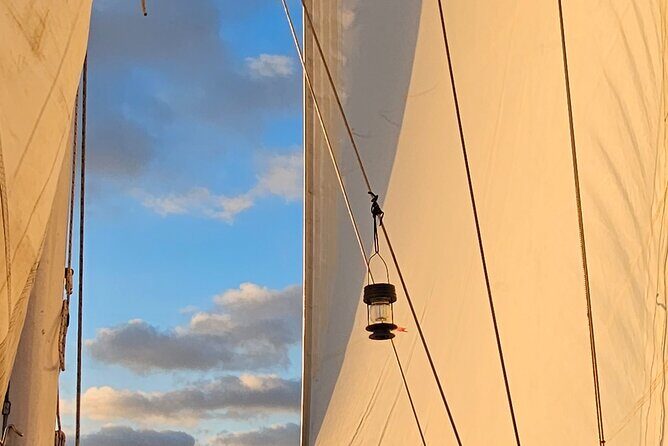 Experience Oceanside Sailing with Whales and dolphins! - What to Expect on Your Oceanside Sailing Tour