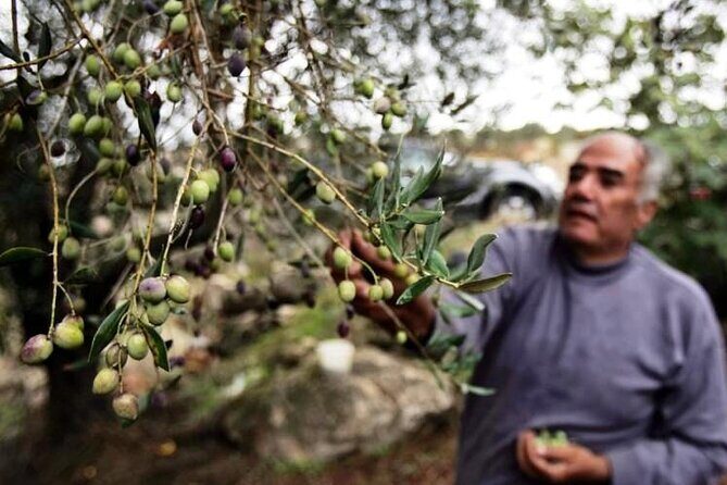Experience of Olive Oil Tasting Crete , Visit the Knossos Palace - Deep Dive into the Crete Olive Oil & Knossos Experience