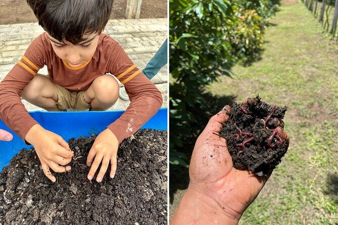 Experience: Organic Coffee, Avocados, Honey & More! - Authentic Guatemala Farming Experience: Organic Coffee, Avocados, Honey & More