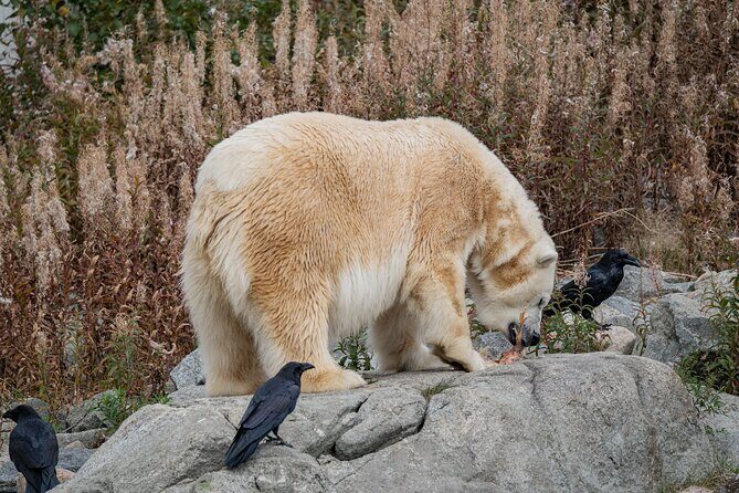 Experience Reindeer Farm and Ranua Wildlife Park in Rovaniemi - Who Should Consider This Tour?