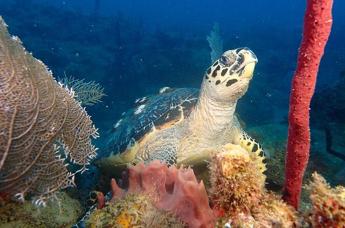 Experience Scuba Diving / NO certification Needed - The Sum Up: A Worthwhile Introduction to Scuba in Puerto Rico