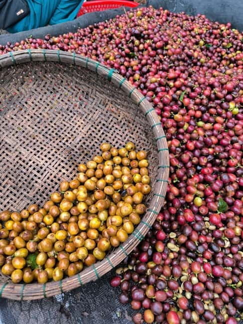 Experience specialty coffee with sustainable coffee farmers - Discover Authentic Vietnam Coffee with a Sustainable Farmer in Da Lat