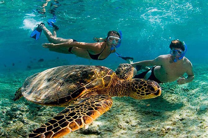 Experience swimming with turtles and explore the ruins of Tulum. Lunch included. - Who Is This Tour Best For?