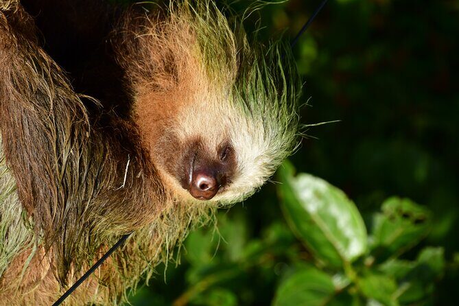 Experience the Adventure Explore the Monteverde Cloud Forest - The Detailed Itinerary: What to Expect