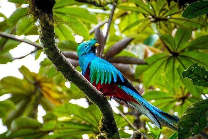 Experience the Adventure Explore the Monteverde Cloud Forest - Authentic Encounters and Genuine Reviews