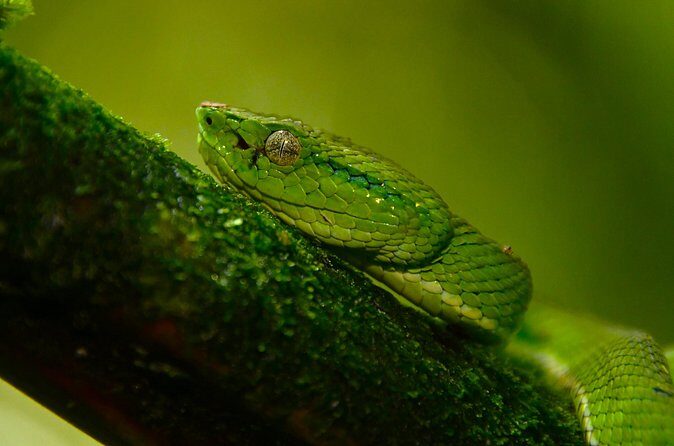 Experience the Adventure Explore the Monteverde Cloud Forest - The Sum Up