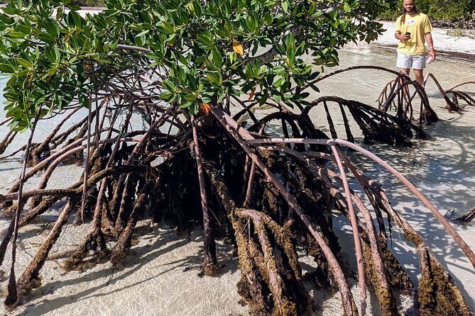 Experience The Eleutheras and Pink Sands Beach - Why This Tour Offers Great Value