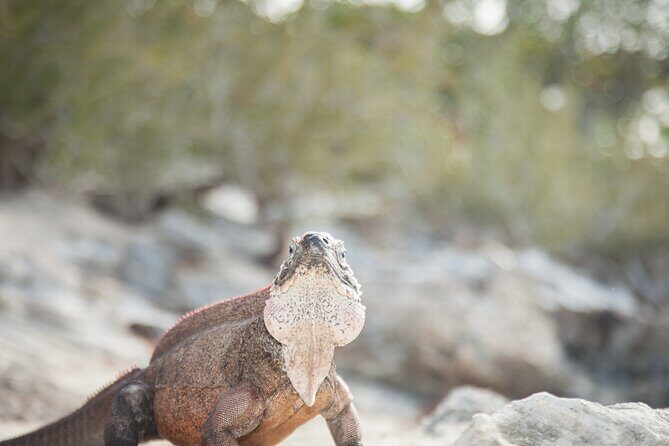 Experience The Exumas and the World Famous Swimming Pigs - Frequently Asked Questions