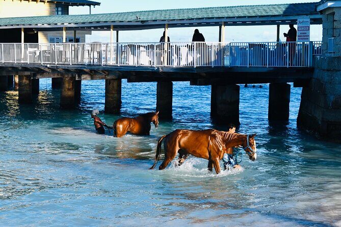 Experience the Swimming Horses at Carlisle Bay & the Garrison - A detailed look at what makes this tour special