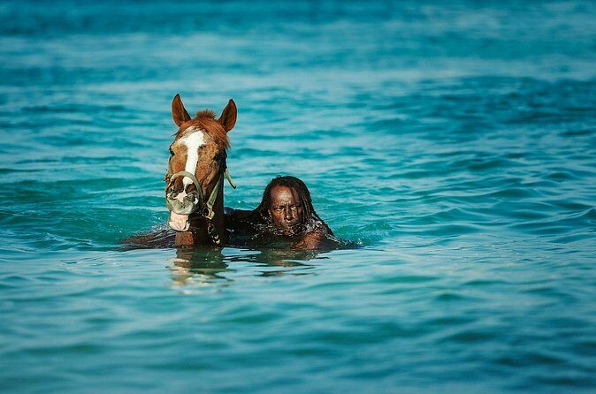 Experience the Swimming Horses at Carlisle Bay & the Garrison - FAQ