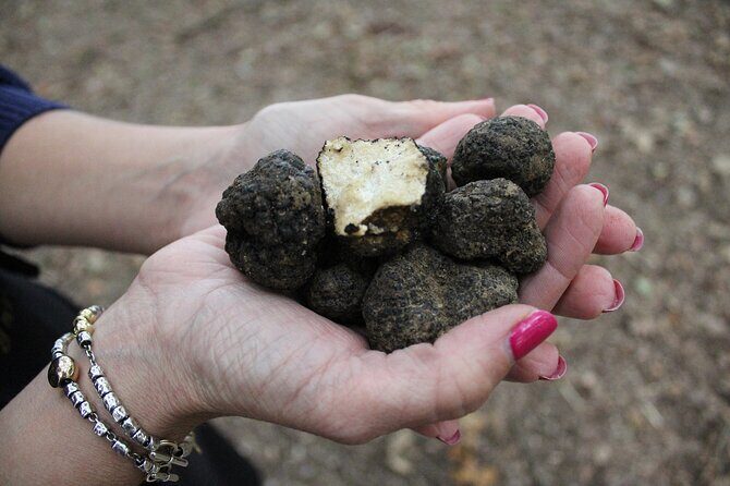 Experience Tuscan Truffle Hunting with Wine and Lunch - Key Points