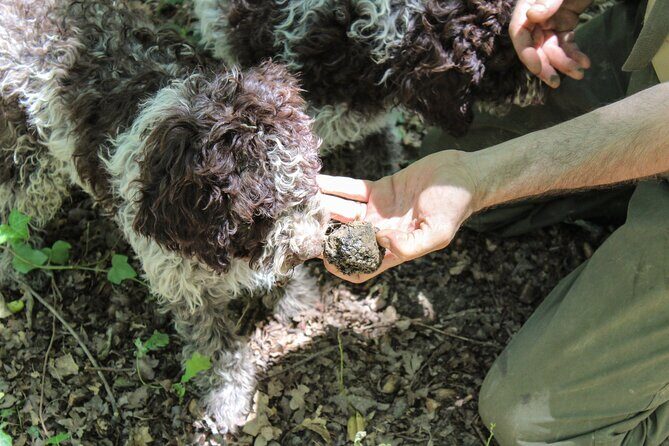 Experience Tuscan Truffle Hunting with Wine and Lunch - Who Will Love This Tour?