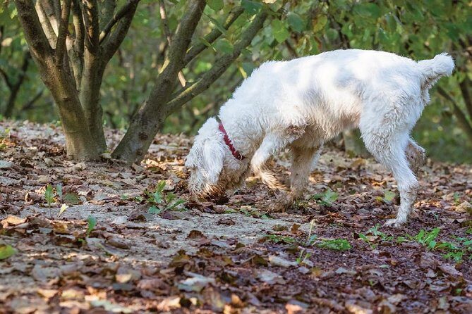 Experience Tuscan Truffle Hunting with Wine and Lunch - FAQ
