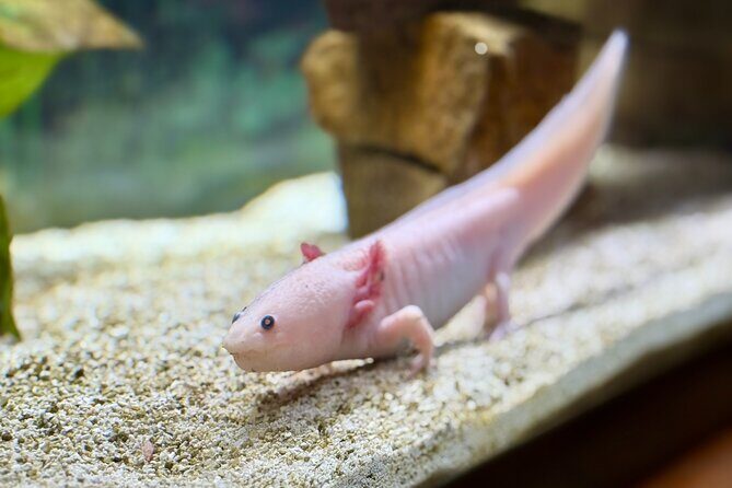 Explora Admission - FAQ: Everything You Need to Know About Explora Albuquerque