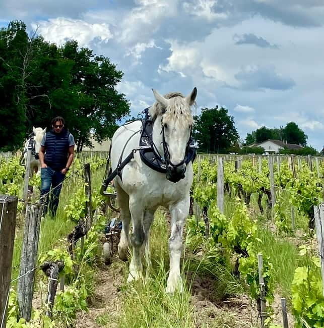 Exploration Oenologique au Château Labrie St Emilion GC - Exploring Château Labrie: A Genuine Bordeaux Experience in Saint-Emilion