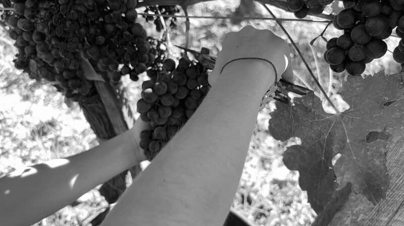 Exploration Oenologique au Château Labrie St Emilion GC - Key Points