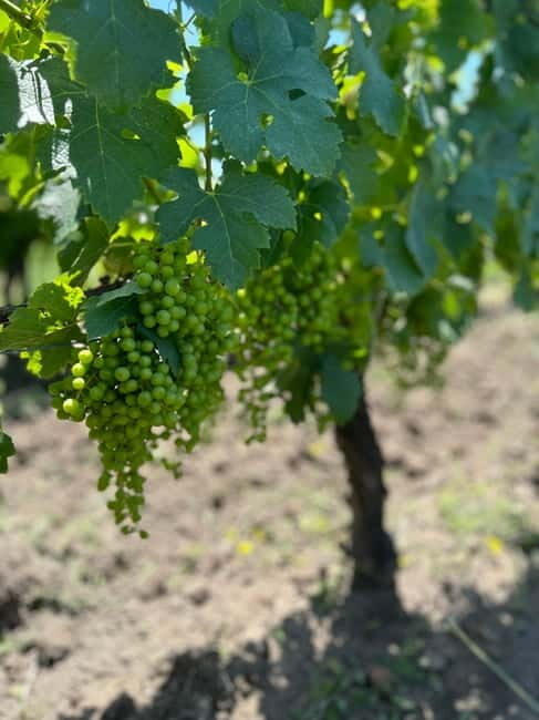 Exploration Oenologique au Château Labrie St Emilion GC - Why This Tour Matters for Your Bordeaux Trip