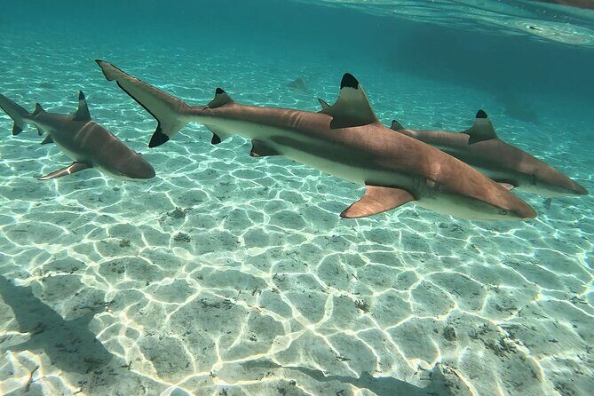 Exploration, Taha'a Lagoon Tour by Private Boat - A Deep Dive into the Tahaa Lagoon Tour