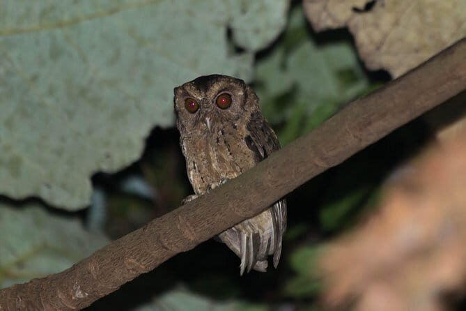 Explore a Rainforest teeming with Wildlife at Night! - Starting Point: The Meeting & Timing