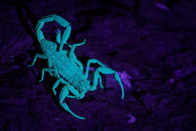 Explore a Rainforest teeming with Wildlife at Night! - Equipment and Comfort