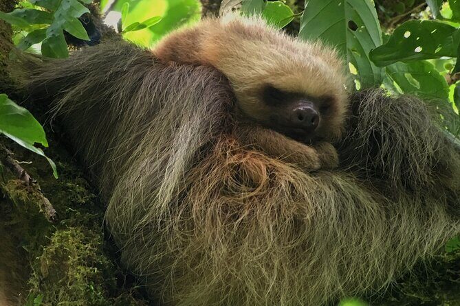 Explore and Learn on a tour of the Magic Monteverde Cloud Forest - Key Points