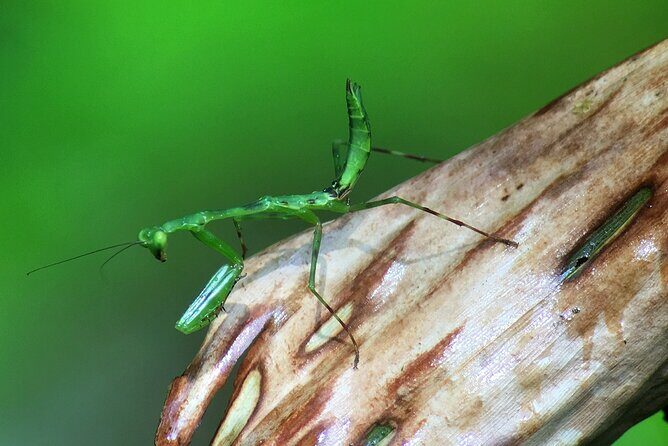 Explore and Learn on a tour of the Magic Monteverde Cloud Forest - Frequently Asked Questions