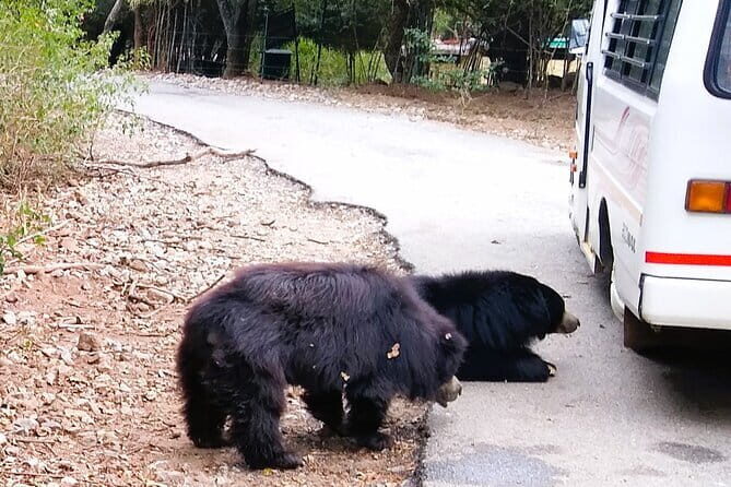 Explore Bangalores Wild Side A Memorable Bannerghatta Safari! - A Deep Dive Into the Bannerghatta Safari Tour