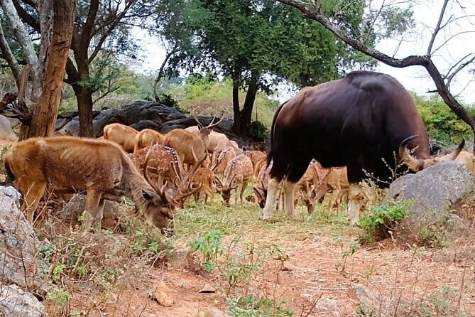 Explore Bangalores Wild Side A Memorable Bannerghatta Safari! - Why This Tour Works for You