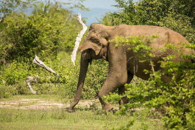 Explore Beyond the Ordinary - A Closer Look at the 15-Day Journey Through Sri Lanka