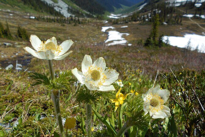 Explore Coastal Mountain Treasures: Scenic Hike from Squamish, BC - Key Points