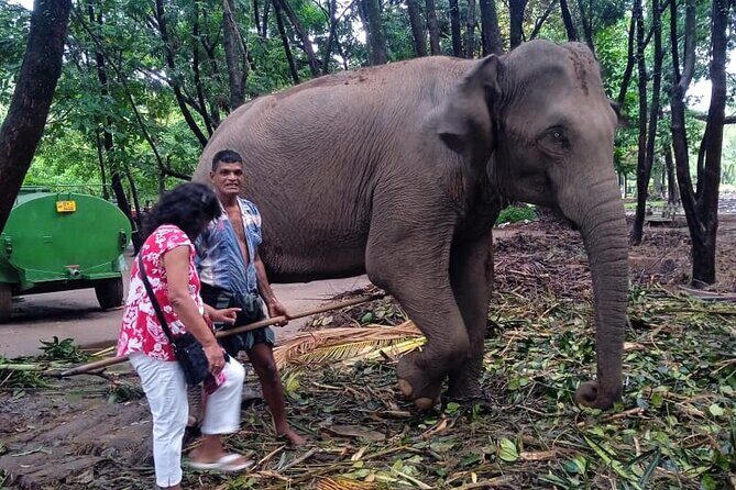 Explore Colombo by Tuk Tuk Morning & evening (Private Tours) - A Deep Dive into the Colombo Tuk Tuk Tour