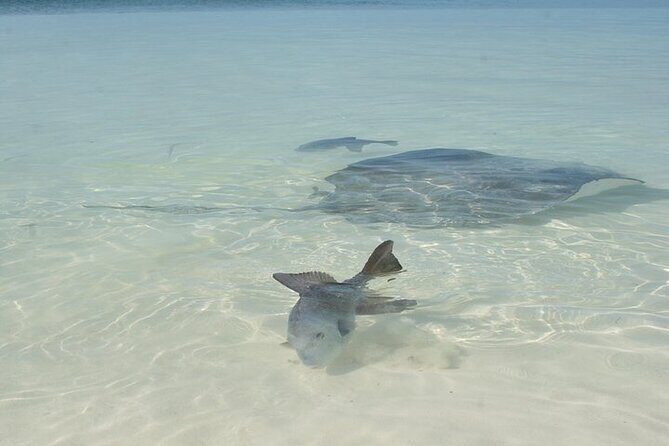 Explore Contoy Island - FAQ