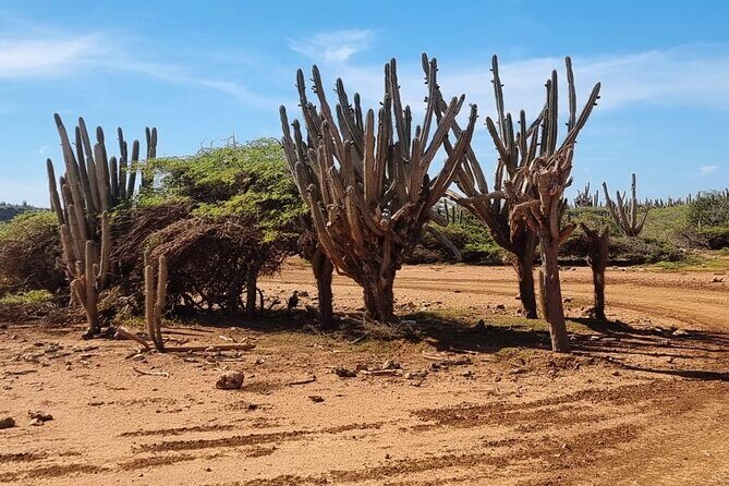 Explore Curacao West by ATV Nature Coastal and Beach - Who Should Book This Tour?