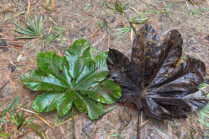 Explore El Yunque: Hiking, Swings & Waterslide (Small Group) - Final Words